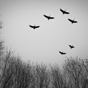 Six cranes fly over the Devil’s Moor nature reserve