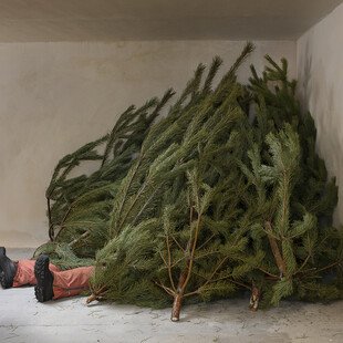 A man's legs poke out from underneath a pile of Christmas trees