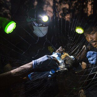 A ranger catches a bat to check for rabies as part of a programme to monitor the spread of the virus in Thailand