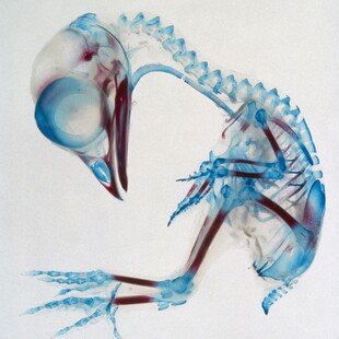 Embryonic chick skeleton