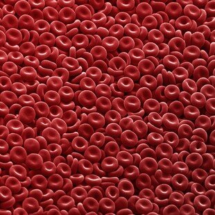 Red blood cells clearly showing their biconcave disc shape