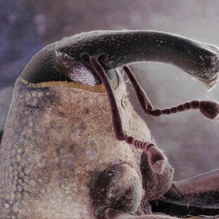 One of the winning images for the 2015 Wellcome Image Awards. Scanning electron microscope composite image of the head of a boll weevil by Daniel Kariko.