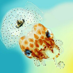 One of the winning images for the 2017 Wellcome Image Awards. close-up photography of a Hawaiian bobtail squid by Mark R Smith, Macroscopic Solutions.