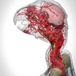 One of the winning images for the 2017 Wellcome Image Awards. A 3D reconstruction of blood vessels in an African grey parrot by Scott Birch and Scott Echols.