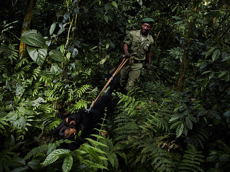 Fidel Bahati and Bonus the bloodhound, part of the ‘Congo Hounds’ sniffer dogs unit in Virunga National Park, patrol the forest.