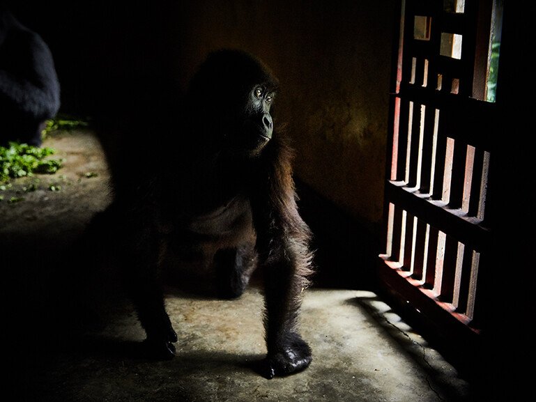 A young mountain gorilla, wounded in a poacher's snare, sits in a shelter in Virunga National Park.