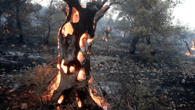 Olive trees burning during a wildfire