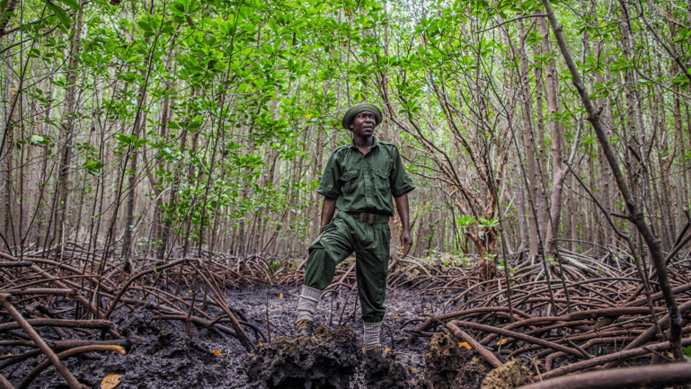 A ranger in a restored mangrove forest in Kenya