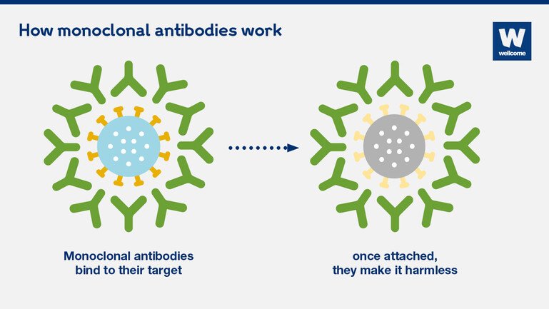 Graphic showing how monoclonal antibodies work. 